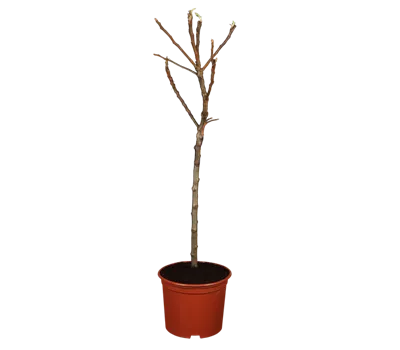 Zwergapfel 'Croquella'® Zwergapfel 'Croquella'®