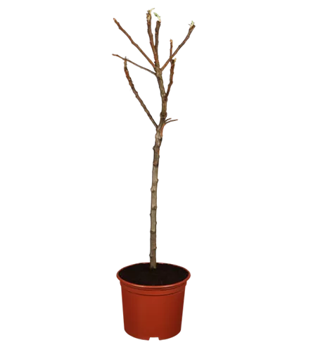 Zwergapfel 'Croquella'® Zwergapfel 'Croquella'®