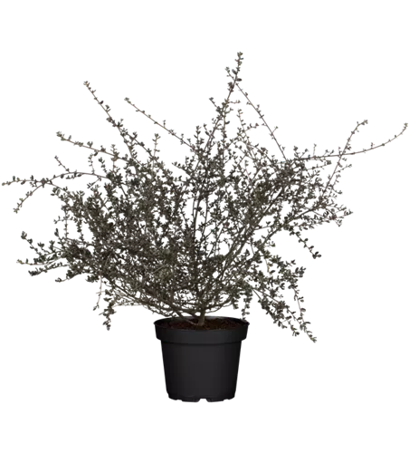 Säckelblume 'Blue Sapphire'