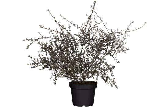 Säckelblume 'Blue Sapphire' Säckelblume 'Blue Sapphire'