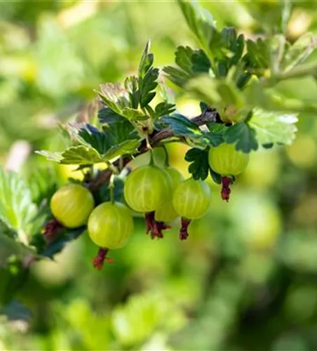 Stachelbeere 'Mucurines' Stachelbeere 'Mucurines'