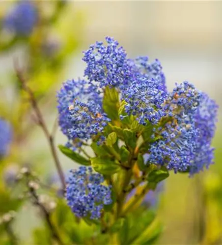Säckelblume 'Victoria'
