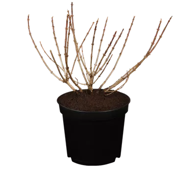 Weigelie 'Pink Poppet'® Weigelie 'Pink Poppet'®