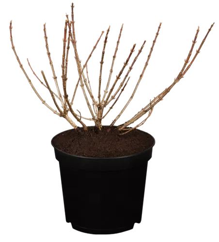 Weigelie 'Pink Poppet'®