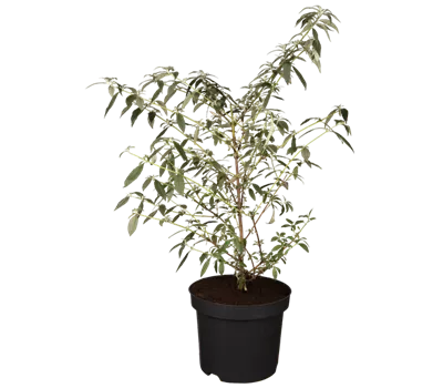 Sommerflieder 'Ellens Blue' Sommerflieder 'Ellens Blue'