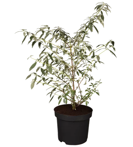 Sommerflieder 'Ellens Blue'