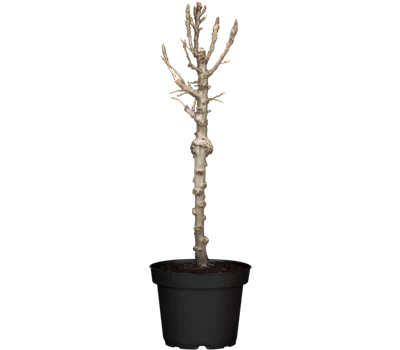 Zwergbirne 'Luisa' Zwergbirne 'Luisa'