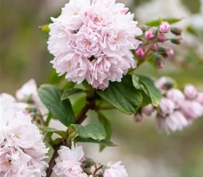 Sternchenstrauch 'Pink Pom-Pom' Sternchenstrauch 'Pink Pom-Pom'