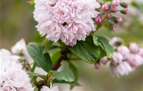 Sternchenstrauch 'Pink Pom-Pom' Sternchenstrauch 'Pink Pom-Pom'