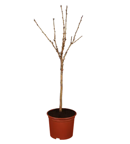 Süßkirsche 'Stella Compact' Süßkirsche 'Stella Compact'