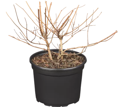 Sternchenstrauch 'Strawberry Fields' Sternchenstrauch 'Strawberry Fields'