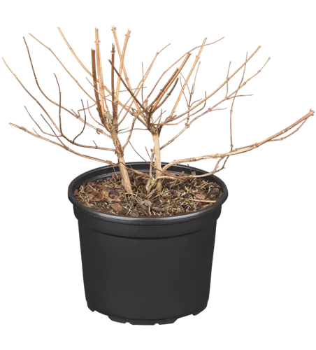 Sternchenstrauch 'Strawberry Fields'