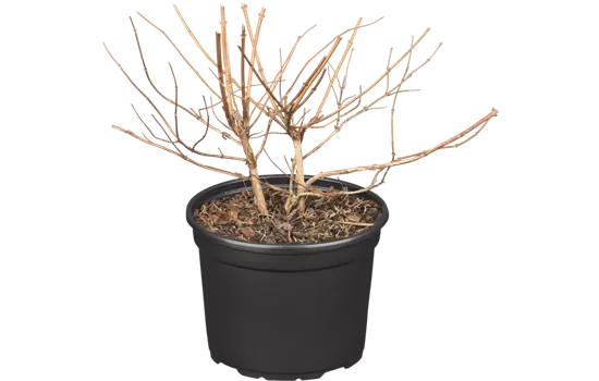 Sternchenstrauch 'Strawberry Fields' Sternchenstrauch 'Strawberry Fields'