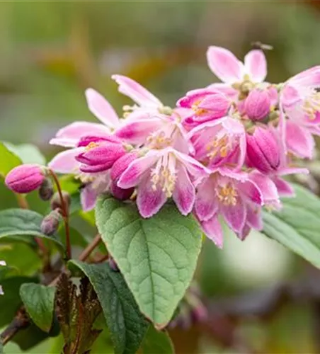 Sternchenstrauch 'Tourbillon Rouge'