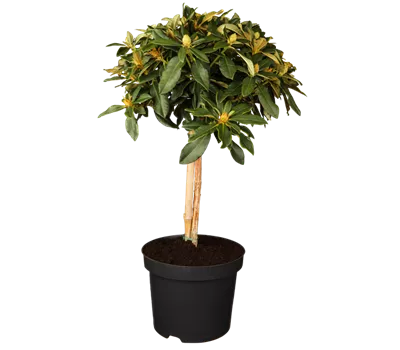 Yaku-Rhododendron 'Golden Torch' Yaku-Rhododendron 'Golden Torch'