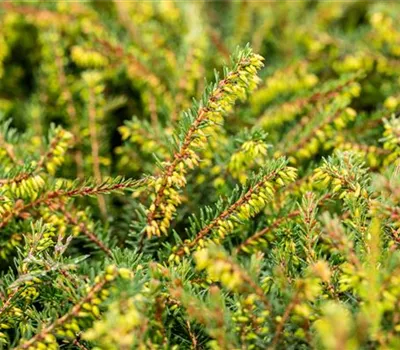 Winterblühende Heide 'Kramer's Rote'