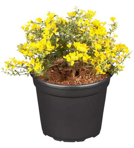 Sandginster 'Lemon Spreader'