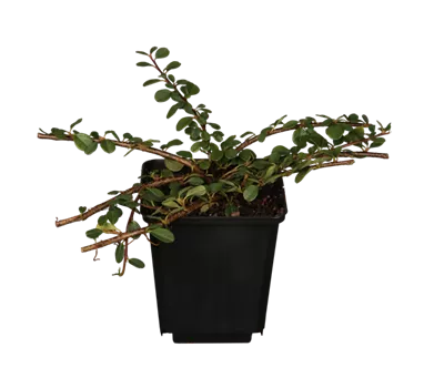 Teppichmispel 'Frieders Evergreen' Teppichmispel 'Frieders Evergreen'