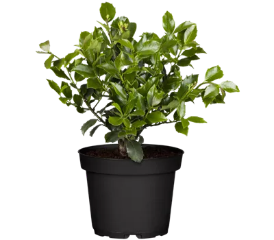 Stechpalme 'Blue Maid' Stechpalme 'Blue Maid'