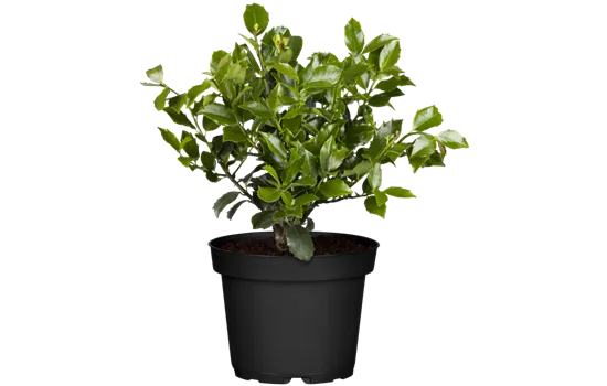 Stechpalme 'Blue Maid'