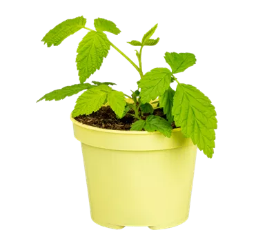 Zwerghimbeere 'Lowberry® Little Sweet Sister®'