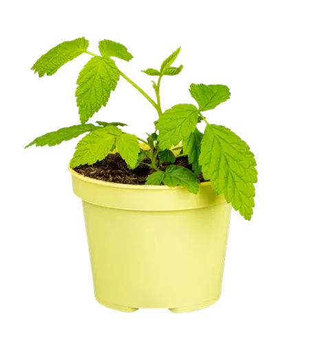 Zwerghimbeere 'Lowberry® Little Sweet Sister®'