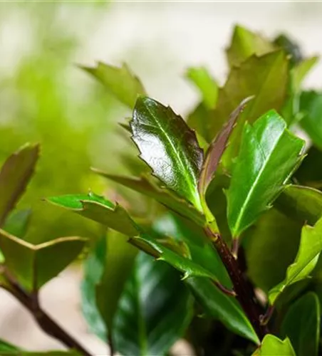 Stechpalme 'Heckenblau'®(s)