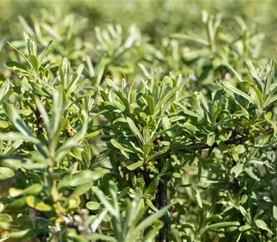 Sanddorn 'Sirola'(s) Sanddorn 'Sirola'(s)