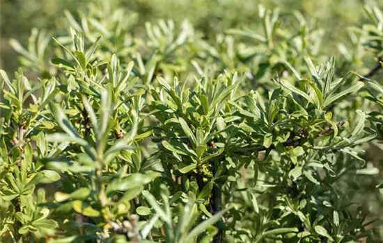 Sanddorn 'Sirola'(s) Sanddorn 'Sirola'(s)