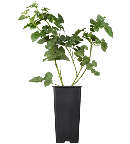 Taybeere 'Tayberry' Taybeere 'Tayberry'