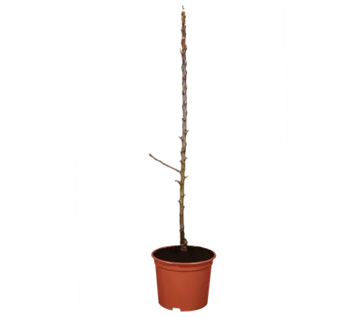 Säulenapfel 'Flamenco'® Säulenapfel 'Flamenco'®