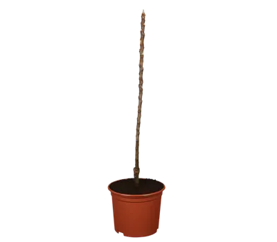 Säulenapfel 'Polka'® Säulenapfel 'Polka'®