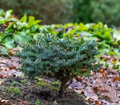 Serbische Fichte 'Mirjam' Serbische Fichte 'Mirjam'