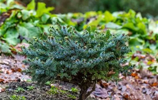 Serbische Fichte 'Mirjam' Serbische Fichte 'Mirjam'