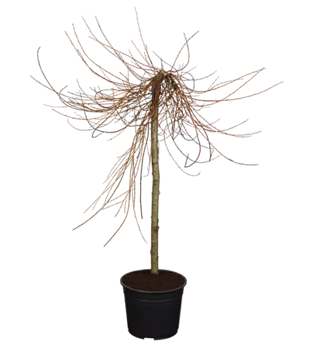 Silberweide 'Voorthuizen'