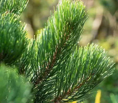 Schwarzkiefer 'Oregon Green' Schwarzkiefer 'Oregon Green'