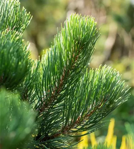 Schwarzkiefer 'Oregon Green'