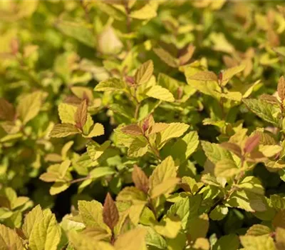 Sommerspiere 'Magic Carpet'® Sommerspiere 'Magic Carpet'®