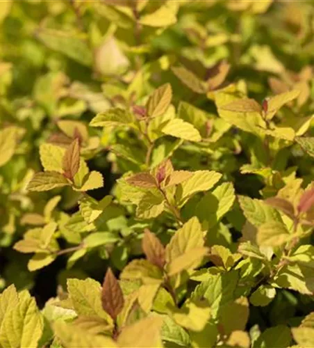 Sommerspiere 'Magic Carpet'®