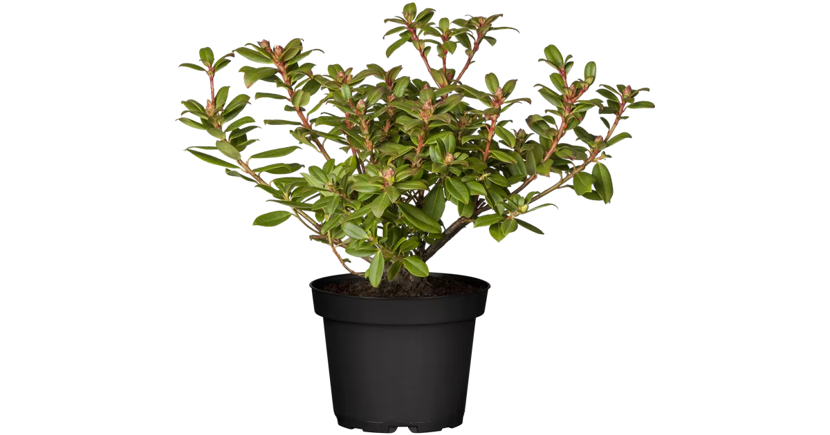 Zwergalpenrose 'Princess Anne'