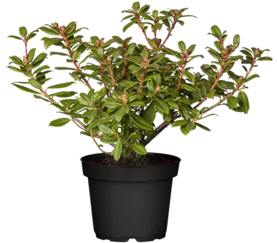 Zwergalpenrose 'Princess Anne' Zwergalpenrose 'Princess Anne'