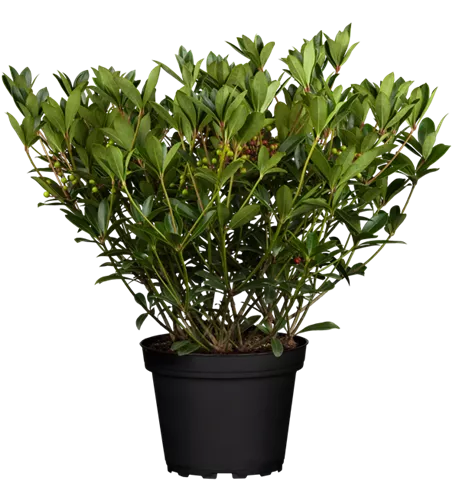 Skimmie 'Winnies Dwarf'