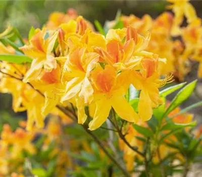 Sommergrüne Azalee 'Sun Star' Sommergrüne Azalee 'Sun Star'