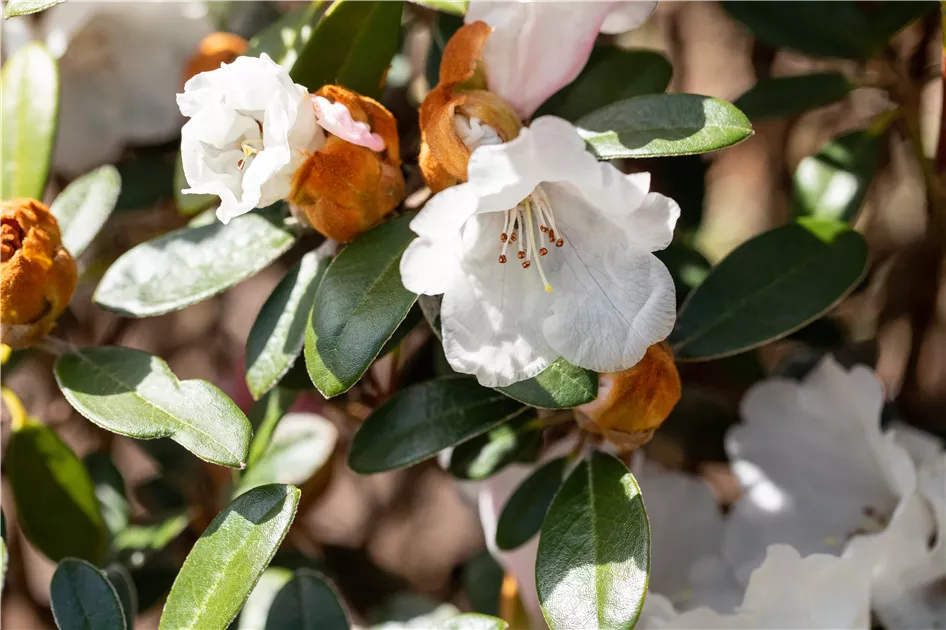 Yaku-Rhododendron 'Bienenknigin'