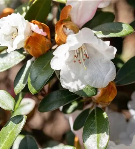 Yaku-Rhododendron 'Bienenkönigin'