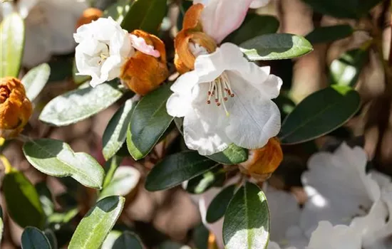 Yaku-Rhododendron 'Bienenkönigin'