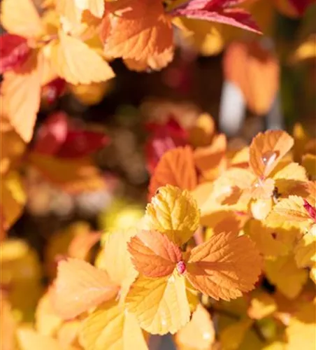 Sommerspiere Double Play® 'Big Bang'(s)