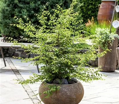 Kübelpflanzen umtopfen