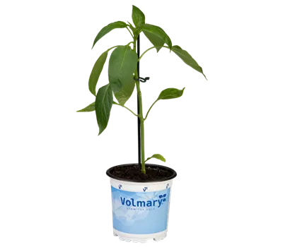 Gelbe Blockpaprika 'Beluga® Yellow' Gelbe Blockpaprika 'Beluga® Yellow'