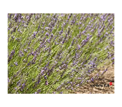 Bastard-Garten-Lavendel 'Grosso' Bastard-Garten-Lavendel 'Grosso'